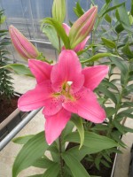 [1873 Fazira DJ No01.JPG]